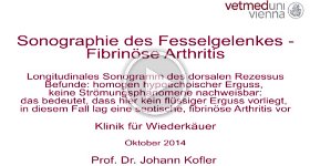 10 Sonographie fibrinoese Arthritis Fesselgelenk